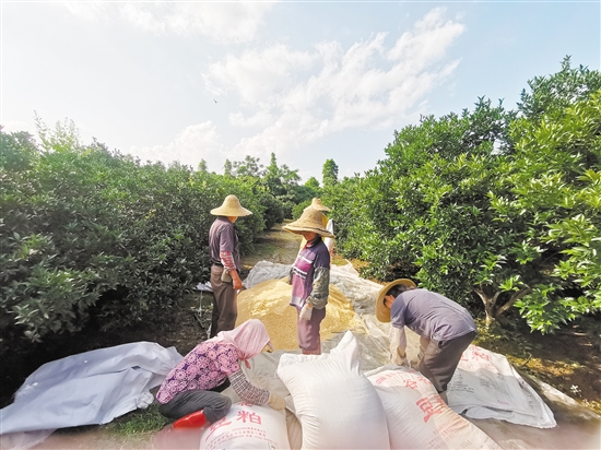 綠色有機(jī)種植已經(jīng)成為會(huì)城新會(huì)柑種植行業(yè)的共識(shí)，圖為種植戶為柑田準(zhǔn)備豆粕等有機(jī)肥。