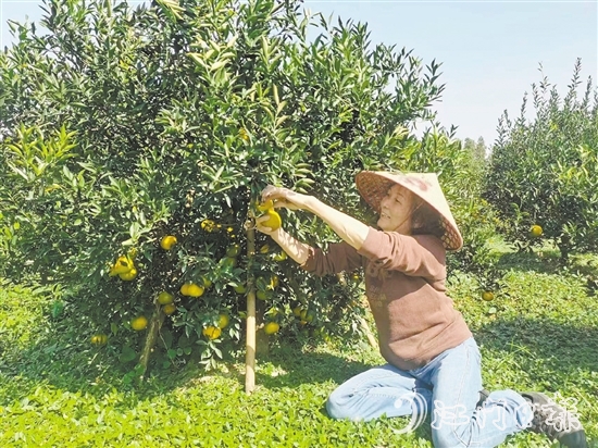 新會“二紅”柑陸續(xù)上市，吸引游客前來采摘。