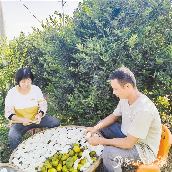 果農正忙著剝柑皮、曬柑皮。