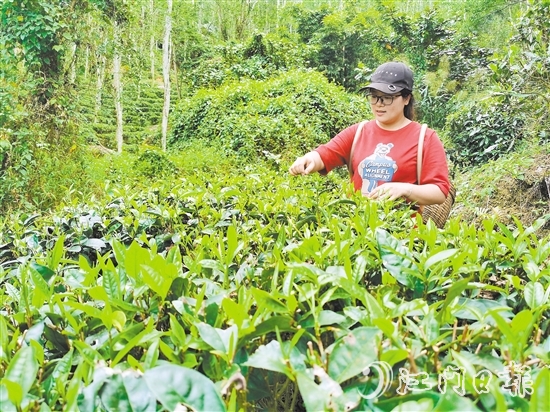 吳小敏親力親為，打理茶園。