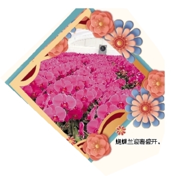蝴蝶蘭迎春盛開。