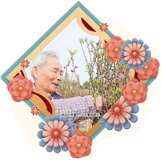 桃花長勢喜人，花農喜笑顏開。