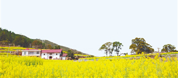 江西萬安油菜花綻放。資料圖