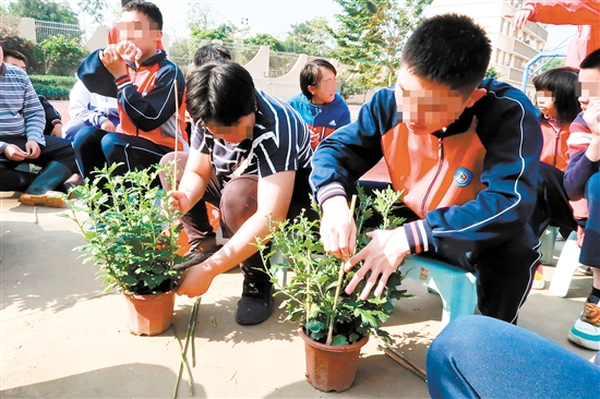江門市特殊教育學(xué)校職高園藝班的同學(xué)們整理要義賣的盆栽。張翠玲