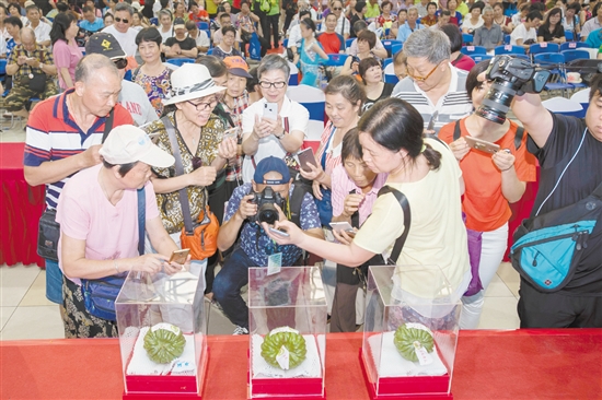 2018年6月1日，2018第五屆廣東（江門）杜阮涼瓜美食文化旅游節(jié)在五邑華僑廣場(chǎng)會(huì)展中心開幕。市民紛紛用鏡頭拍下“涼瓜王”。