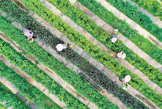 在開(kāi)平市大沙里農(nóng)業(yè)科技發(fā)展有限公司的茶園里，茶壟纏繞山腰，滿山翠綠。茶農(nóng)穿梭在茶園之中，采摘第一批春茶。江門日?qǐng)?bào)記者