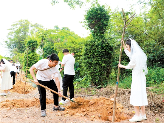 “520”來(lái)臨前，蓬江區(qū)25對(duì)新人在杜阮涼瓜田園綜合體舉行集體婚禮，并種下“愛(ài)情樹(shù)”、共植“同心林”。