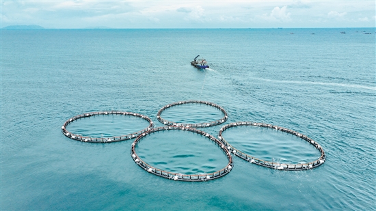 我市加快建設(shè)海洋強市，累計建成投放多個重力式深水網(wǎng)箱。