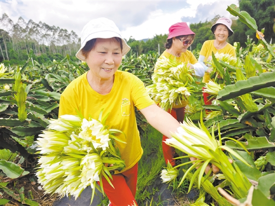 美麗的霸王花吸引游客前來(lái)拍照打卡并采摘。