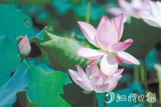 荷花亭亭玉立，惹人憐愛。