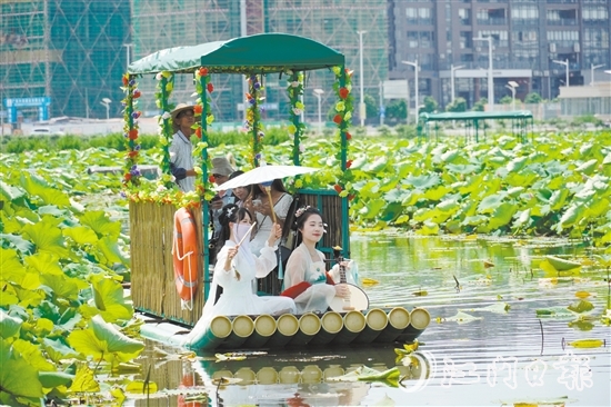 游客乘坐游船觀賞荷花。