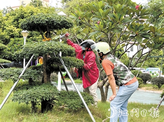 網(wǎng)格員與群眾合力，及時(shí)摘下“定居”在公園的馬蜂窩。