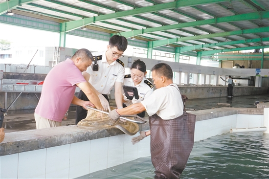 海關(guān)關(guān)員對臺山出口鰻魚進行監(jiān)管。