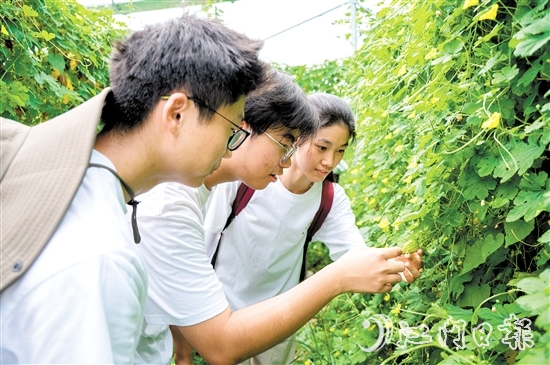 高校青年走進田間地頭了解杜阮涼瓜的生長環(huán)境和采摘技巧。