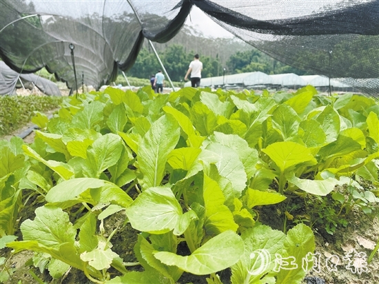 源林農(nóng)業(yè)推動撂荒地復(fù)耕復(fù)種，種植各類瓜果蔬菜約52公頃（780畝）。