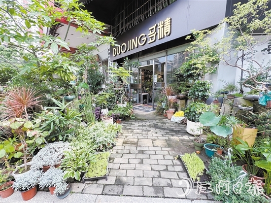 “多精植物”的門口錯(cuò)落有致地?cái)[放著形態(tài)各異的植物。