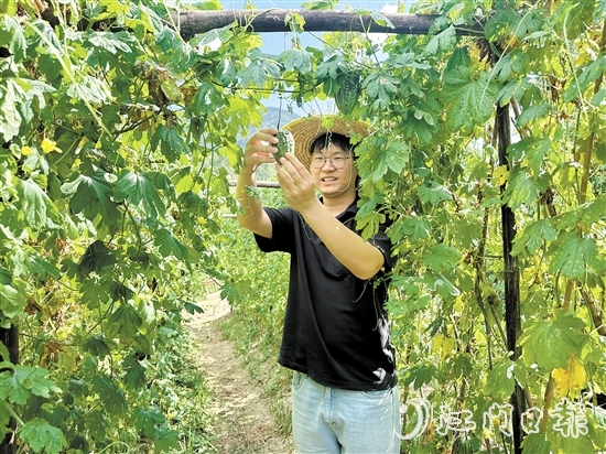 上巷村選調(diào)生魯森走進(jìn)田地觀察涼瓜生長情況。