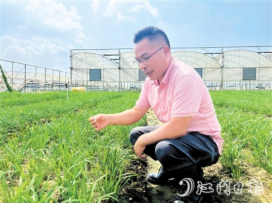 麥健輝蹲在韭菜田中，認(rèn)真觀察韭菜長(zhǎng)勢(shì)。