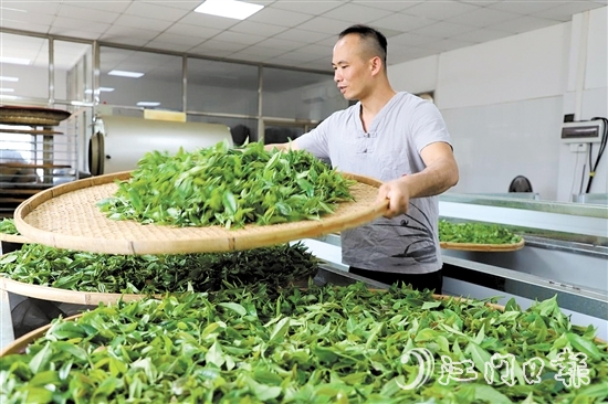 吳藝華堅(jiān)持用傳統(tǒng)方法制茶。