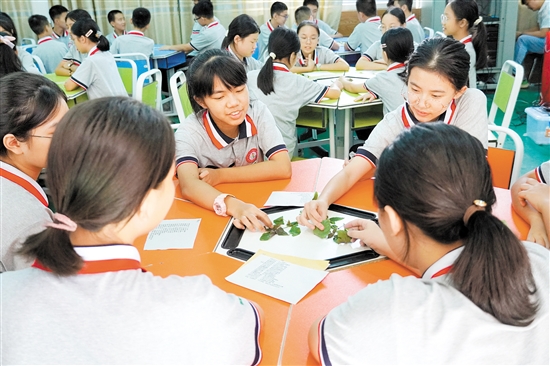 學生們學習認識常見中藥。