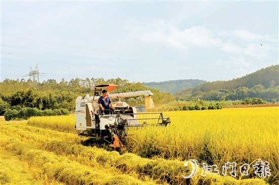 收割機(jī)在稻田里來回穿梭，田野上處處一片繁忙的景象。