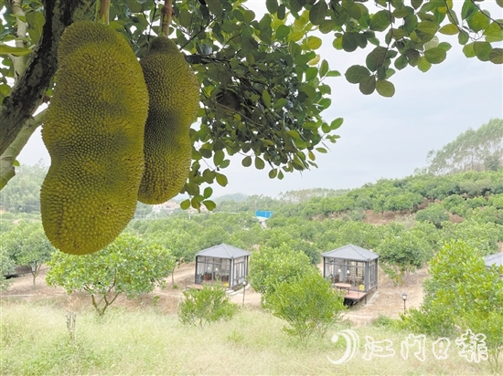雁鋒家庭農(nóng)場種植了8000棵菠蘿蜜樹，年產(chǎn)量達50萬斤，年產(chǎn)值240萬元。