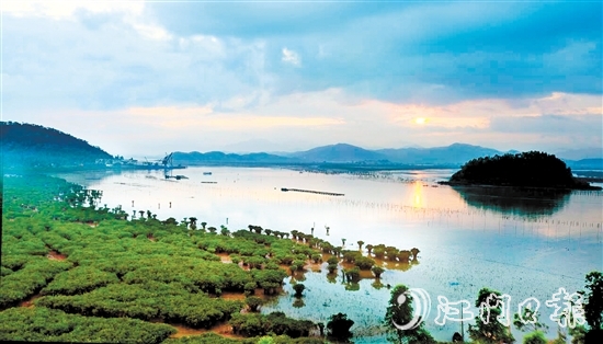 恩平擁有大灣區(qū)連片面積最大的紅樹(shù)林——約373.33公頃（5600畝）鎮(zhèn)海灣紅樹(shù)林。