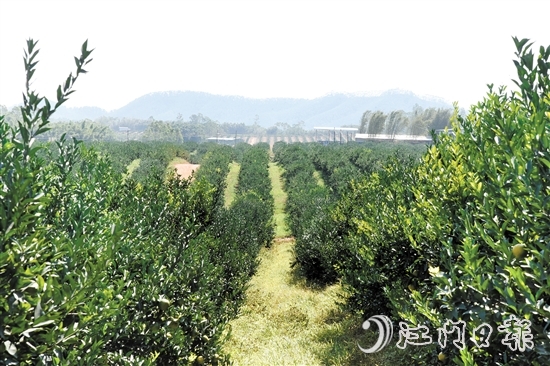 時(shí)下正值茶枝柑采摘旺季，在沙湖鎮(zhèn)和平村，漫山遍野的茶枝柑樹(shù)郁郁蔥蔥，枝頭掛滿圓潤(rùn)飽滿的果實(shí)。