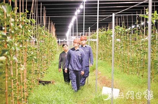 恩平供電局到農(nóng)戶的百香果園開展安全隱患排查。