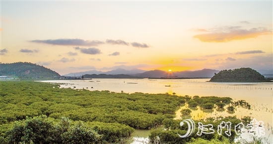 珠三角連片面積最大的紅樹林——恩平市鎮(zhèn)海灣紅樹林，面積約373.33公頃（5600畝）。