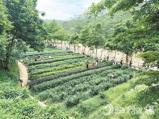 學(xué)生們?cè)诖笊忱铩g茶谷的茶園里體驗(yàn)采茶。