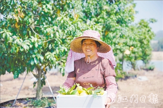 宅梧鎮(zhèn)鳳鳴谷果園的黃晶果迎來第二輪豐收。