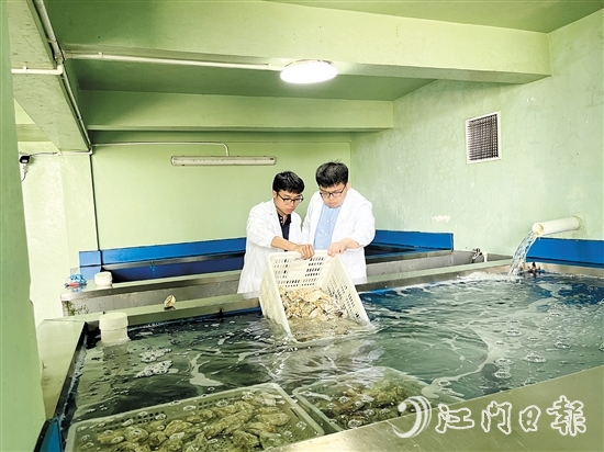 阮奇珺團(tuán)隊(duì)深入海上蠔排、生蠔凈化工廠，實(shí)地考察生蠔養(yǎng)殖環(huán)境。
