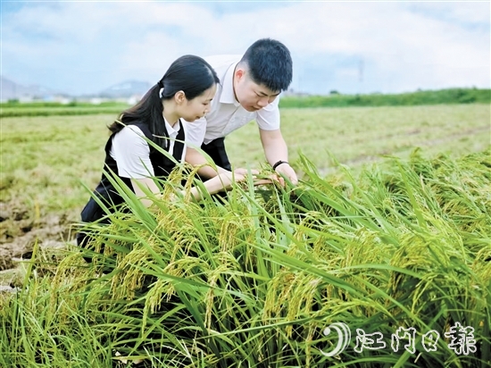 農(nóng)發(fā)行臺山市支行客戶經(jīng)理深入田間，調(diào)研當(dāng)?shù)厍锛Z收成情況。