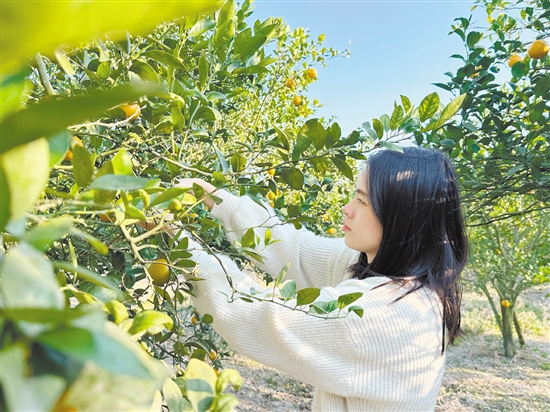 游客正在采摘皇帝柑。