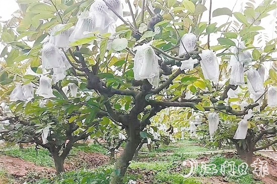 在址山鎮(zhèn)昆中村的釋迦果種植基地，碩大的釋迦果掛滿枝頭。