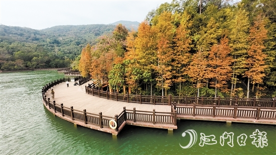 新會石澗公園大石頭風景區(qū)的紅羽杉已陸續(xù)變紅。