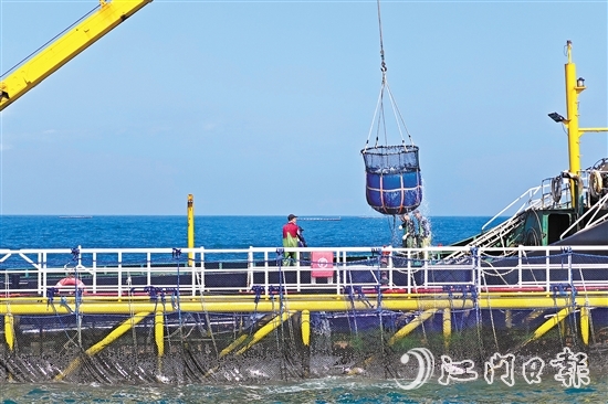 12月11日，黃茅?？绾Ｍǖ篱_通當天，在川島海域，新一批重量超過2萬公斤的鮸魚良種被成功投放至“臺山1號”。