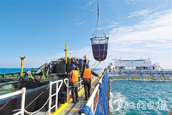 黃茅海跨海通道開(kāi)通當(dāng)天，新一批鮸魚良種被成功投放至“臺(tái)山1號(hào)”。