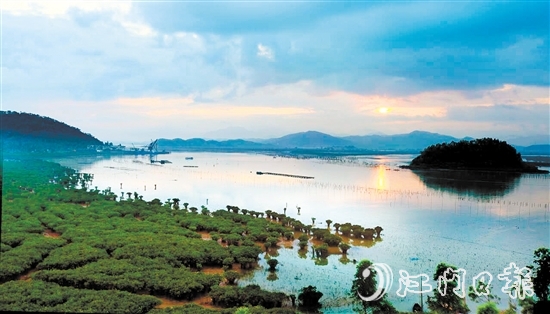 恩平市鎮(zhèn)海灣紅樹林生態(tài)資源豐富。