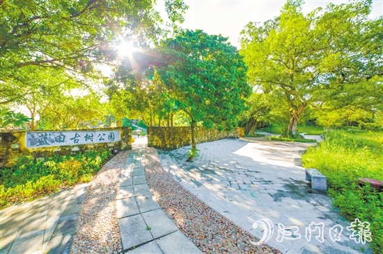 藍田古樹公園。