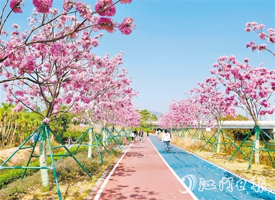 英洲海碧道的紫花風(fēng)鈴迎風(fēng)盛開(kāi)，冬日暖陽(yáng)下彌漫浪漫氣氛。