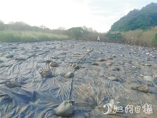 在治理現(xiàn)場(chǎng)，已清除互花米草的區(qū)域用遮陽(yáng)網(wǎng)進(jìn)行遮蓋。