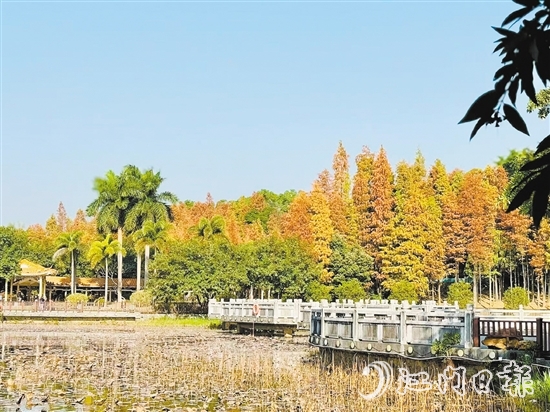 每當(dāng)冬季來臨，紅羽杉的葉子逐漸由綠變黃，再轉(zhuǎn)為鮮艷的紅色，與公園曲徑通幽的林道小徑相得益彰。
