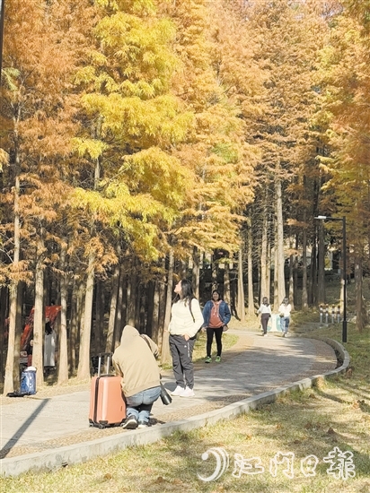 ▲紅羽杉林獨(dú)特的景觀吸引了眾多市民、游客前來賞景拍照“打卡”。