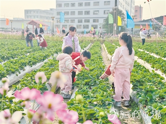 小朋友們手持剪刀，細(xì)心地采摘草莓。