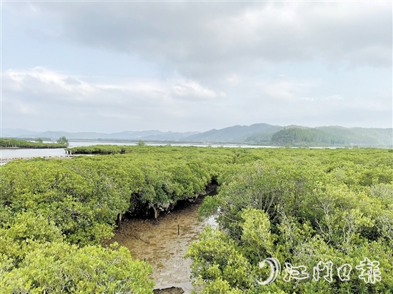 恩平鎮(zhèn)海灣紅樹林是環(huán)鎮(zhèn)海灣生態(tài)文明發(fā)展示范區(qū)的一顆耀眼明珠。
