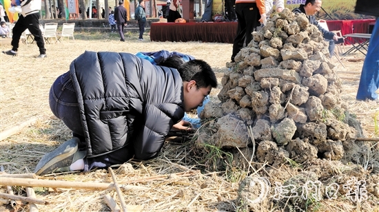 孩子在田野間體驗(yàn)焗雞。