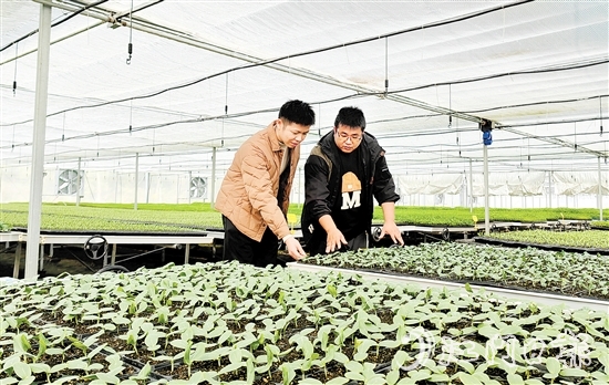 沖蔞鎮(zhèn)大力發(fā)展南瓜產(chǎn)業(yè)，點(diǎn)亮致富新希望。