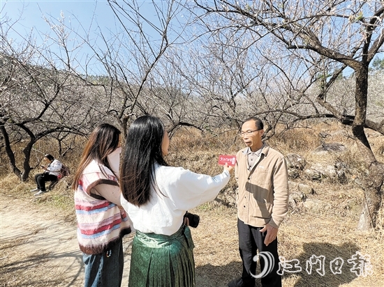 黎松德介紹今年梅花開放情況。